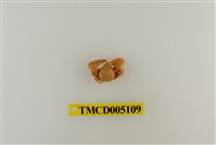 藏品(鋸額豆瓷蟹)的圖片